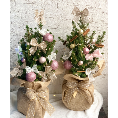 Коледна елха в саксия