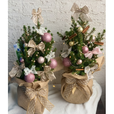 Коледна елха в саксия