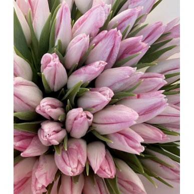 Букет от 51 розови лалета 